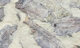 Fossil Fish (Gosiutichthys) Mortality Plate - Lake Gosiute #54977-1